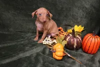 Harley--Halloween Special, a male Miniature Pinscher for sale in Harrisonburg, VA – 10 of 10