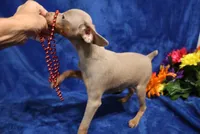 Cali, a female Miniature Pinscher for sale in Harrisonburg, VA – 3 of 8