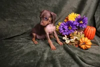 Dexter--Halloween Special, a male Miniature Pinscher for sale in Harrisonburg, VA – 2 of 9