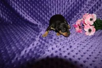 Missy, a  Miniature Pinscher for sale in Harrisonburg, VA – 6 of 7
