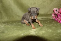 Bella, a female Miniature Pinscher for sale in Harrisonburg, VA – 7 of 7