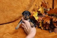 Stitch, a male Miniature Pinscher for sale in Harrisonburg, VA – 3 of 5