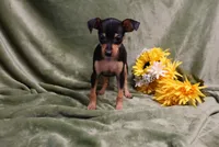 Romeo, a male Miniature Pinscher for sale in Harrisonburg, VA – 9 of 9