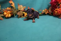 Sherlock, a male Miniature Pinscher for sale in Harrisonburg, VA – 7 of 8