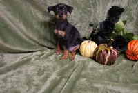 Mable, a female Miniature Pinscher for sale in Harrisonburg, VA – 8 of 9
