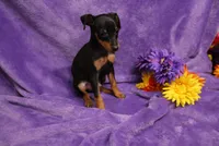 Sherlock, a male Miniature Pinscher for sale in Harrisonburg, VA – 2 of 8