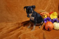 Mable, a female Miniature Pinscher for sale in Harrisonburg, VA – 2 of 8