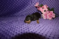 Angel, a female Miniature Pinscher for sale in Harrisonburg, VA – 2 of 7