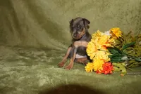 Toby, a male Miniature Pinscher for sale in Harrisonburg, VA – 5 of 6
