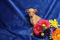 storm, a male Miniature Pinscher for sale in Harrisonburg, VA – 4 of 6