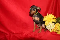 Benny, a male Miniature Pinscher for sale in Harrisonburg, VA – 1 of 6