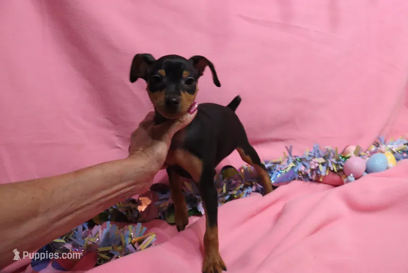 Opie – Miniature Pinscher puppy for sale in Harrisonburg, VA