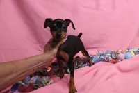 Opie, a male Miniature Pinscher for sale in Harrisonburg, VA – Photo 1 of 4
