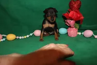 Opie, a male Miniature Pinscher for sale in Harrisonburg, VA – Photo 1 of 6