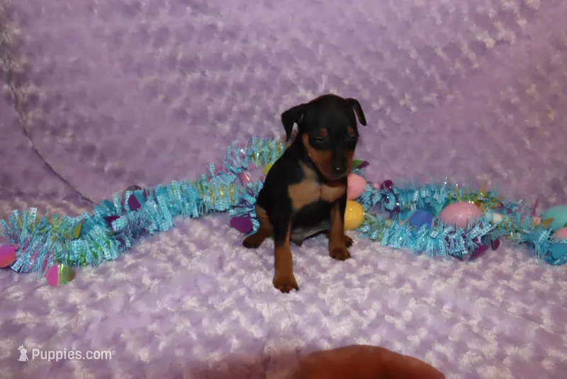 Opie – Miniature Pinscher puppy for sale in Harrisonburg, VA