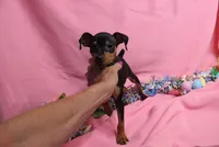 Opie, a male Miniature Pinscher for sale in Harrisonburg, VA – Photo 4 of 4