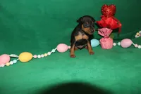 Opie, a male Miniature Pinscher for sale in Harrisonburg, VA – Photo 3 of 6