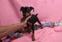 Opie, a male Miniature Pinscher for sale in Harrisonburg, VA – Photo 3 of 4