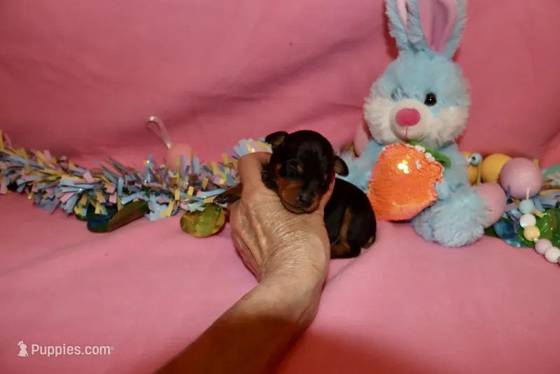 Opie – Miniature Pinscher puppy for sale in Harrisonburg, VA