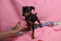 Opie, a male Miniature Pinscher for sale in Harrisonburg, VA – Photo 2 of 4