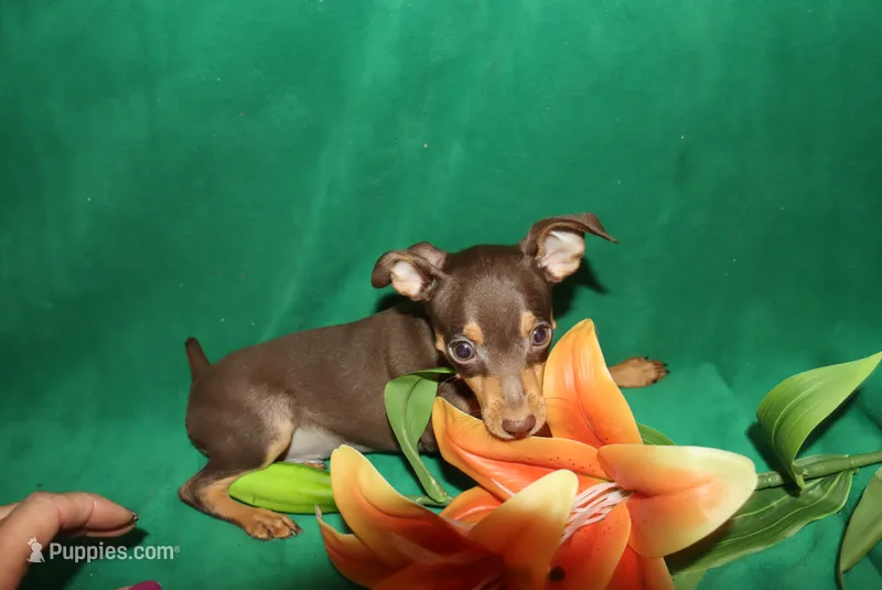 Sam – Miniature Pinscher puppy for sale in Harrisonburg, VA