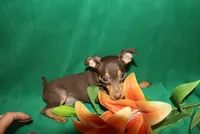 Sam, a male Miniature Pinscher for sale in Harrisonburg, VA – 1 of 6