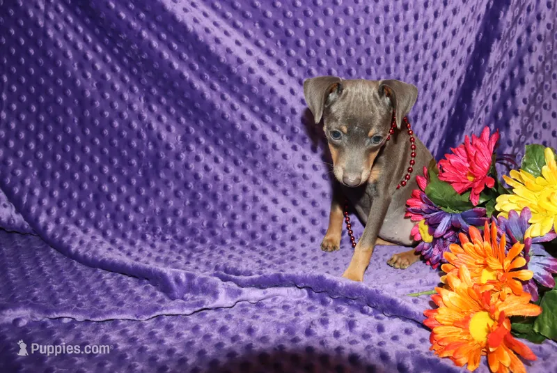 Ella – Miniature Pinscher puppy for sale in Harrisonburg, VA
