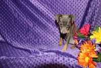 Ella, a female Miniature Pinscher for sale in Harrisonburg, VA – 1 of 6