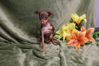 Thor, a male Miniature Pinscher for sale in Harrisonburg, VA – 3 of 8