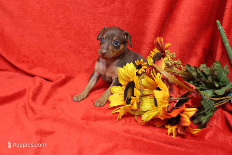 Raisin – Miniature Pinscher puppy for sale in Harrisonburg, VA