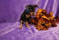 Jack, a male Miniature Pinscher for sale in Harrisonburg, VA – 3 of 8