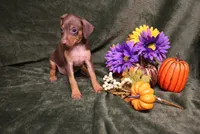 Dexter--Halloween Special, a male Miniature Pinscher for sale in Harrisonburg, VA – 7 of 9