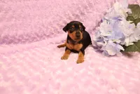 Muffin, a female Miniature Pinscher for sale in Harrisonburg, VA – 3 of 7