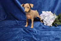 Dolly, a female Miniature Pinscher for sale in Harrisonburg, VA – 5 of 6