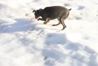 Molly, a female Miniature Pinscher for sale in Harrisonburg, VA – Photo 5 of 5