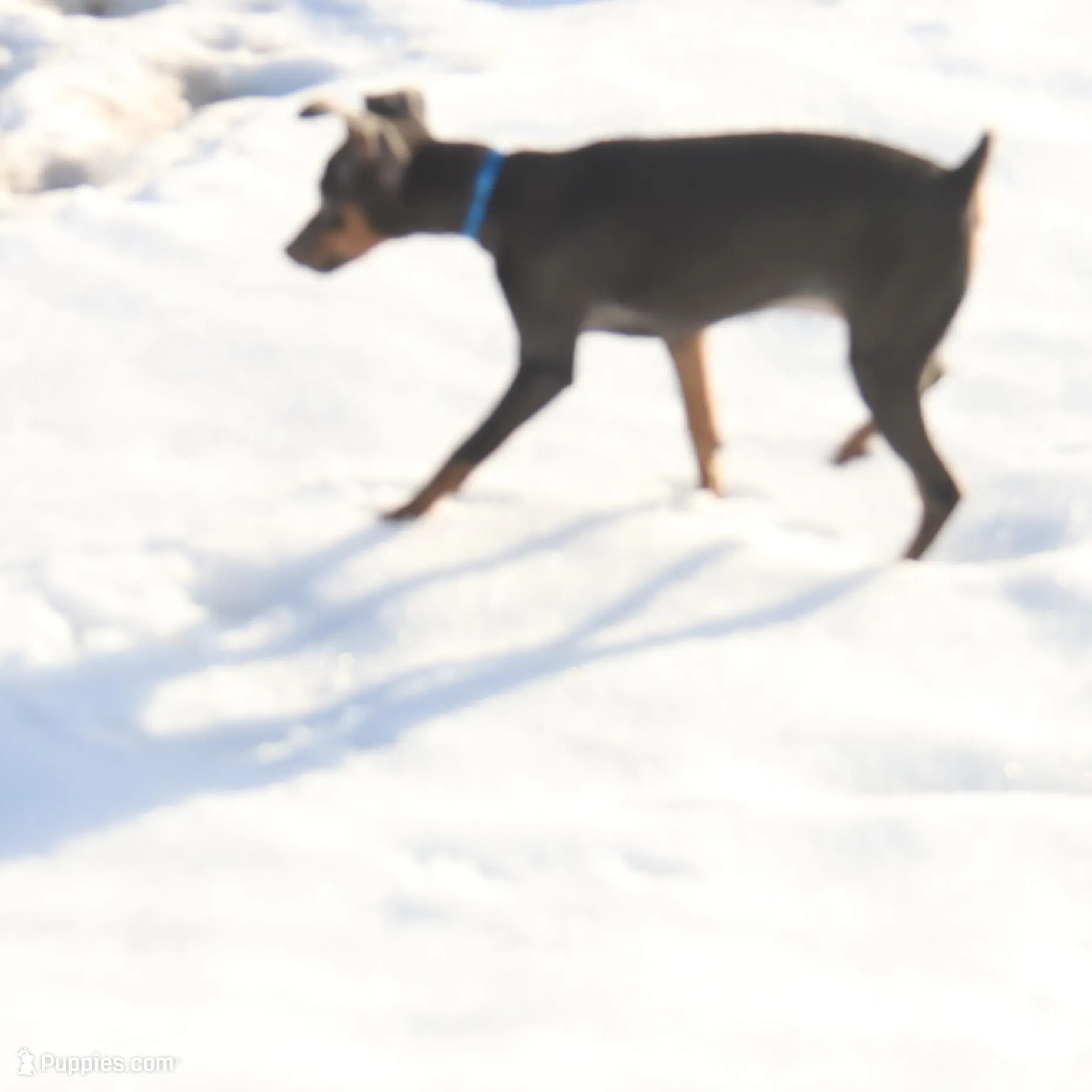 Molly, a female Miniature Pinscher for sale in Harrisonburg, VA – Photo 3 of 5