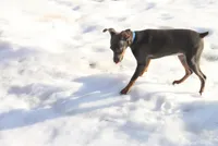 Molly, a female Miniature Pinscher for sale in Harrisonburg, VA – Photo 1 of 5