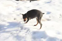 Molly, a female Miniature Pinscher for sale in Harrisonburg, VA – Photo 4 of 5