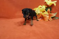 Bean, a male Miniature Pinscher for sale in Harrisonburg, VA – 5 of 8