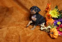 Alex, a male Miniature Pinscher for sale in Harrisonburg, VA – 8 of 8