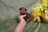 Minnie, a female Miniature Pinscher for sale in Harrisonburg, VA – 7 of 8