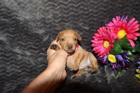 storm, a female Miniature Pinscher for sale in Harrisonburg, VA – 6 of 8