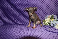 Blue Boy, a male Miniature Pinscher for sale in Harrisonburg, VA – 5 of 8