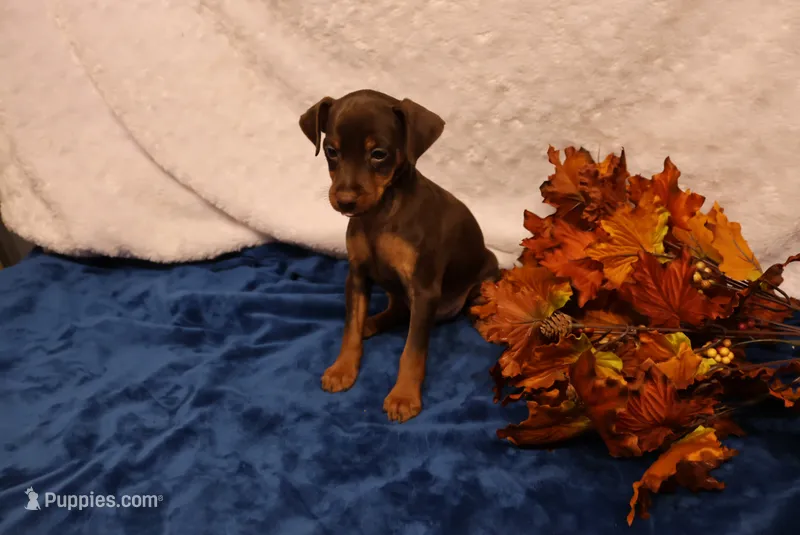 Nacho – Miniature Pinscher puppy for sale in Harrisonburg, VA