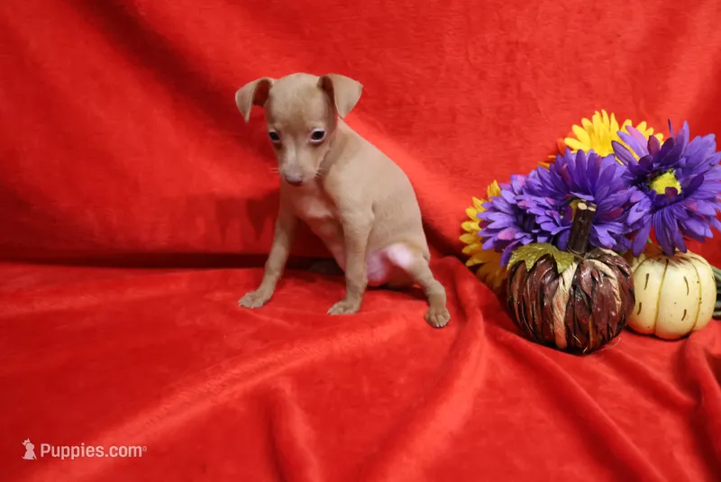 Lady – Miniature Pinscher puppy for sale in Harrisonburg, VA