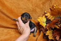 Stitch, a male Miniature Pinscher for sale in Harrisonburg, VA – 2 of 5