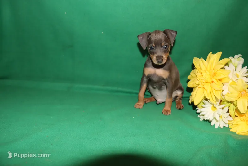 Toby – Miniature Pinscher puppy for sale in Harrisonburg, VA
