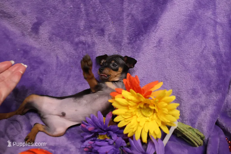 Marty – Miniature Pinscher puppy for sale in Harrisonburg, VA