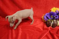 Lady, a female Miniature Pinscher for sale in Harrisonburg, VA – 4 of 7