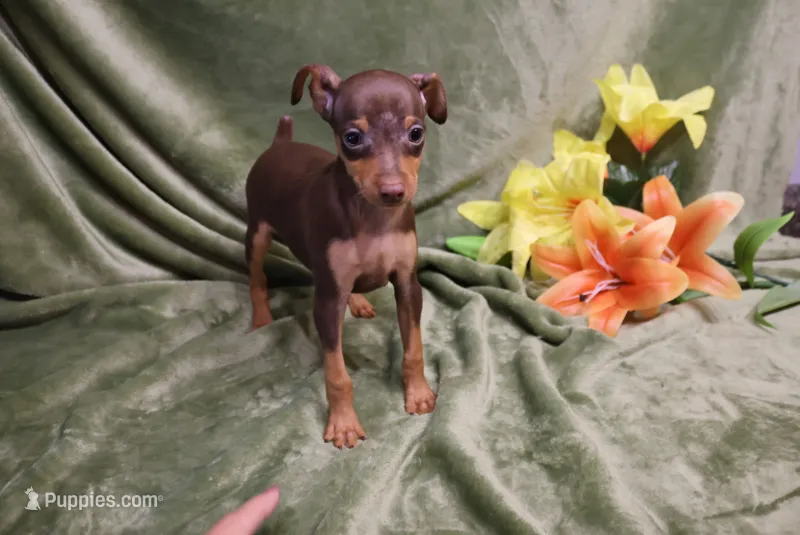 Thor – Miniature Pinscher puppy for sale in Harrisonburg, VA